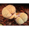 C282 - Seed